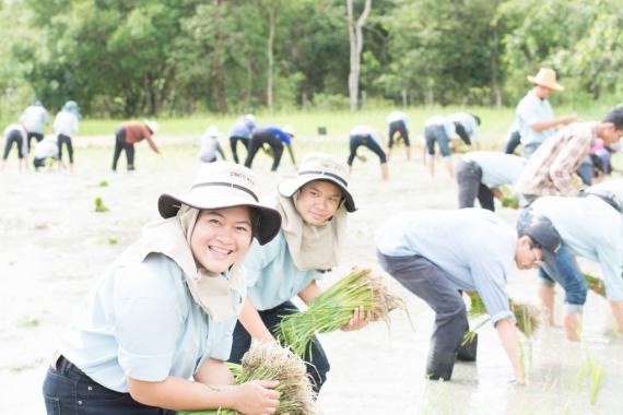 โครงการมือเรียวรอเกี่ยวรวง ช่วงที่1 (กิจกรรมดำนา)  วันเสาร์ที่ 19 สิงหาคม 2560 ณ  แปลงฝึกทดลอง สำนักงานไร่ฝึกทดลอง และห้องปฏิบัติการกลาง คณะเกษตรศาสตร์ มหาวิทยาลัยอุบลราชธานี มีวัตถุประสงค์เพื่อเพิ่มทักษะทางการเกษตรแก่นักศึกษา นำความรู้ทางวิชาการมาใช้ประโยชน์ได้ และเสริมสร้างความสัมพันธ์อันดีระหว่างนักศึกษาคณะเกษตรศาสตร์ คณาจารย์ บุคลากร และนักศึกษาร่วมกิจกรรม  417 คน