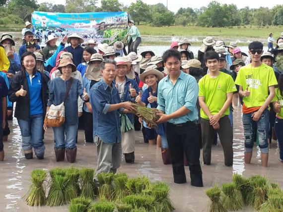 โครงการมือเรียวรอเกี่ยวรวง (ช่วงที่ 1 กิจกรรมปักดำข้าว) ณ แปลงฝึกทดลอง สำนักงานไร่ฝึกทดลองและห้องปฏิบัติการกลาง คณะเกษตรศาสตร์ มหาวิทยาลัยอุบลราชธานี, 19 สิงหาคม 2561