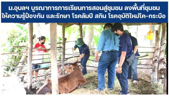 ม.อุบลฯ บูรณาการ การเรียนการสอนสู่ชุมชน นำทีมโดย นายสัตวแพทย์ ดร.นนทกรณ์ อุรโสภณ รองคณบดีฝ่ายกิจการพิเศษ คณะเกษตรศาสตร์ พร้อมด้วยบุคลากรและนักศึกษา ลงพื้นที่ชุมชนให้ความรู้ป้องกันและรักษาโรคลัมปี สกิน โรคอุบัติใหม่ในโคกระบือ ในพื้นที่ ต.โพธิ์ใหญ่ อ.วารินชำราบ จ.อุบลราชธานี