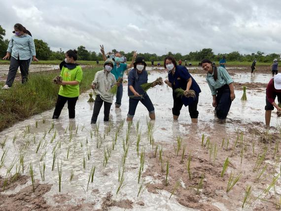 คณะเกษตรศาสตร์ ม.อุบลฯ นำน้องใหม่เรียนรู้วิถีชีวิตเกษตรกร ผ่านโครงการมือเรียวรอเกี่ยวรวง ประจำปี 2565 