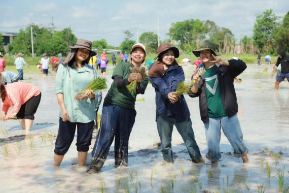 โครงการมือเรียวรอเกี่ยวรวง ระยะที่ 1 (ระยะปักดำ) ณ แปลงทดลอง สำนักงานไร่ฝึกทดลอง คณะเกษตรศาสตร์ มหาวิทยาลัยอุบลราชธานี, 8 กรกฎาคม 2566